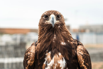 Close-up of a mongolian eagle used in traditional falconry