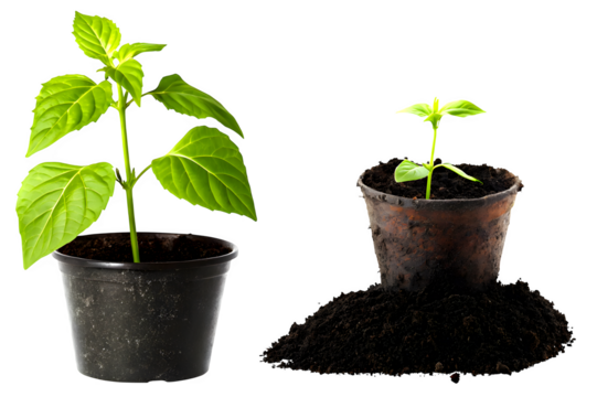 Plant growth stages seedling development in pots organic gardening concept
