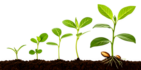 Plant growth stages from seed to sprout in transparent soil