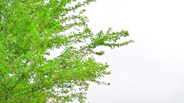 Green leaves on white background