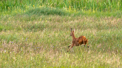 ein junges Reh im grünen Gras