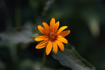 Close-up of a vibrant yellow flower with a dark green blurred background. Macro nature photo with shallow depth of field, symbolizing summer, freshness, and simplicity.