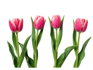 Four vibrant pink and white tulips with green stems and leaves isolated on transparent background
