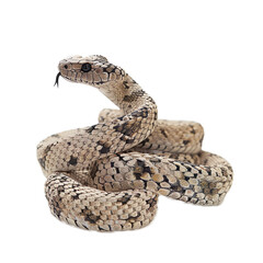 Fototapeta premium Imagine a front view photograph showcasing a lifelike snake ornament coiled and ready to strike, against a pristine white background