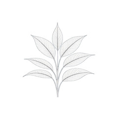 green leaf isolated on white background