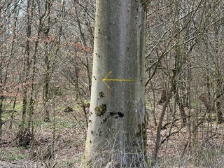 Pfeil nach links auf einem Baum