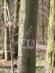 Baum mit 36