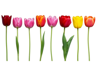 A row of seven colorful tulips including red pink orange and yellow isolated on transparent background