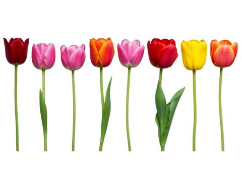 A row of seven colorful tulips including red pink orange and yellow isolated on transparent background