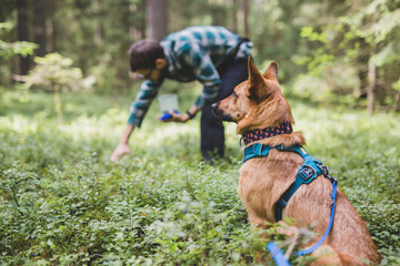 A man is picking blueberries in the woods while his dog sits nearby