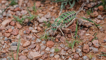Macro Shot of Bush Cricket on Rock Surface in Natural Habitat