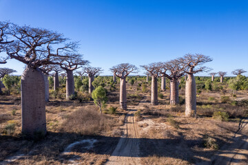 Boabab trees of Morombe, Soutwestern Madagascar