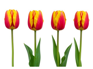 Naklejka premium Four red and yellow tulips standing tall with green stems and leaves isolated on transparent background