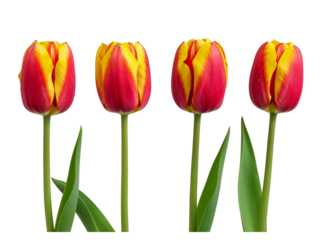 Four red and yellow tulips with green stems and leaves isolated on transparent background
