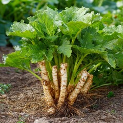 Horseradish plant growing in garden soil. The plant has large green leaves and thick, white roots. 