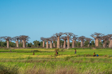 Boabab trees of Morombe, Soutwestern Madagascar
