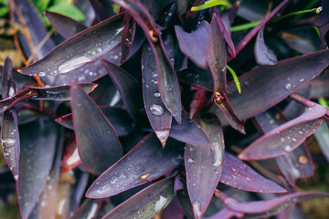Closeup of  purple Flower of Tradescantia pallida or Purple Heart Spiderwort plant , with rain drops