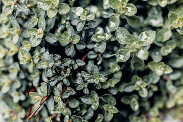 Natural view of green leaves with dewdrops