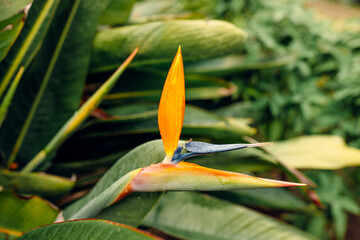 Beautiful Bird of paradise flowers shot in colour with close-up lens, very sharp and colourful...
