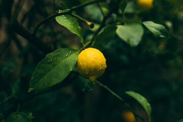 Man hand holding fresh lemon with dewdrops hanging on the branches