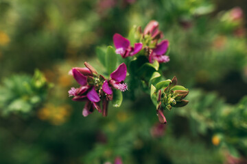 New garden flower plants grown in spring season