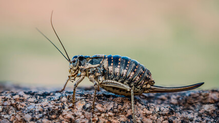 Macro Shot of Bush Cricket on Rock Surface in Natural Habitat