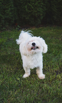 dog on the grass maltan 
