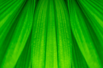 The natural background of palm leaves in a tropical forest.