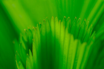 The natural background of palm leaves in a tropical forest.