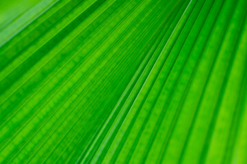 The natural background of palm leaves in a tropical forest.