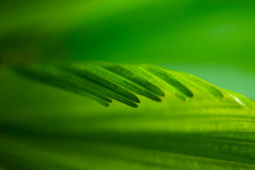 The natural background of palm leaves in a tropical forest.