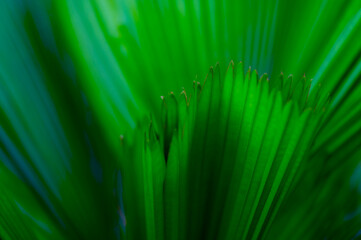 The natural background of palm leaves in a tropical forest.
