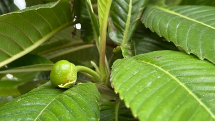Unripe green fruit sits nestled among the foliage of its glossy leaf canopy