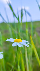 Close up of daisy flower in wild nature field. Daisy Meadow