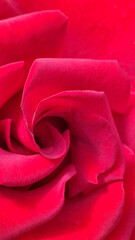 Background made of red rose petals. Beautiful backdrop, suitable for love and nature, romantic theme. Close-up of a deep red rose, detailed petals