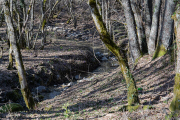 Naklejka premium Quiet Forest Stream in Autumn or Winter with Bare Trees and Leaf-Covered Ground