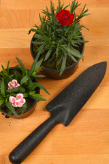 Two potted carnations, one red and one pink and white, are placed next to a black gardening trowel on a wooden surface, ready for planting
