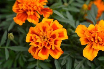 French marigold flowers - Latin name - Tagetes patula