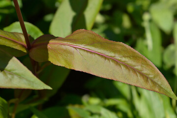 Foxglove beardtongue leaf - Latin name - Penstemon digitalis Husker Red