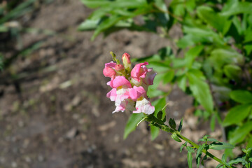 Snapdragon flowers - Latin name - Antirrhinum majus