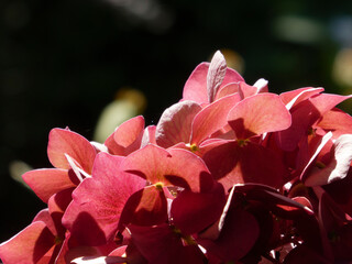 Warm glow on rich red hydrangea petals