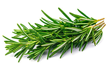 Fototapeta premium close-up , fresh rosemary sprig on a transparent background