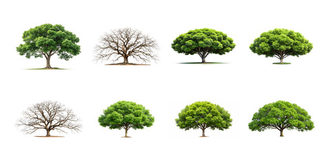 A diverse collection of trees in various seasons isolated on white background