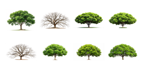 A diverse collection of trees in various seasons isolated on white background