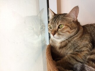 Adorable tabby cat gazing out of a window with its reflection softly visible on the glass. A cozy...