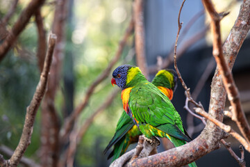 Two Rainbow Lorikeets Perched on a Branch