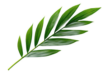 Obraz premium A tropical fern leaf with delicate details, background isolated on a Transparent background, PNG file.