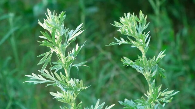 Wild Plant Wormwood Artemisia Close-Up in Natural Light Growing Outdoors Slow Motion