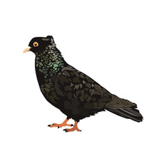 Crest pigeon illustration vector based drawing on white background vol 01