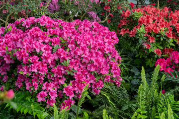 Azalea bud flower. Rhododendron plant in garden. Floral background. Pink bush closeup